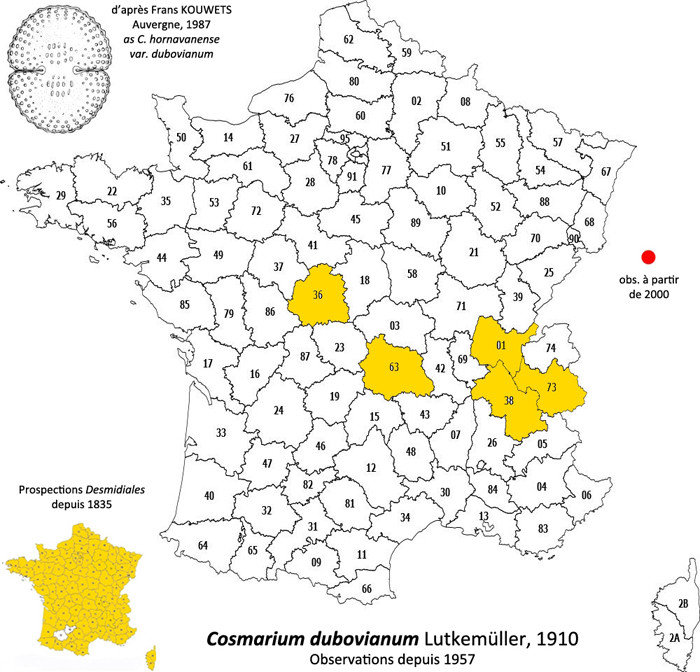 Cosmarium dubovianum #85907