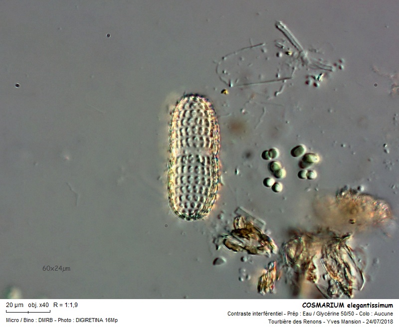 COSMARIUM elegantissimum #55810