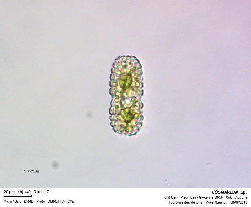 COSMARIUM elegantissimum #55809