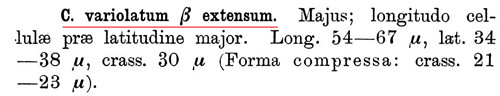 Cosmarium extensum #84595