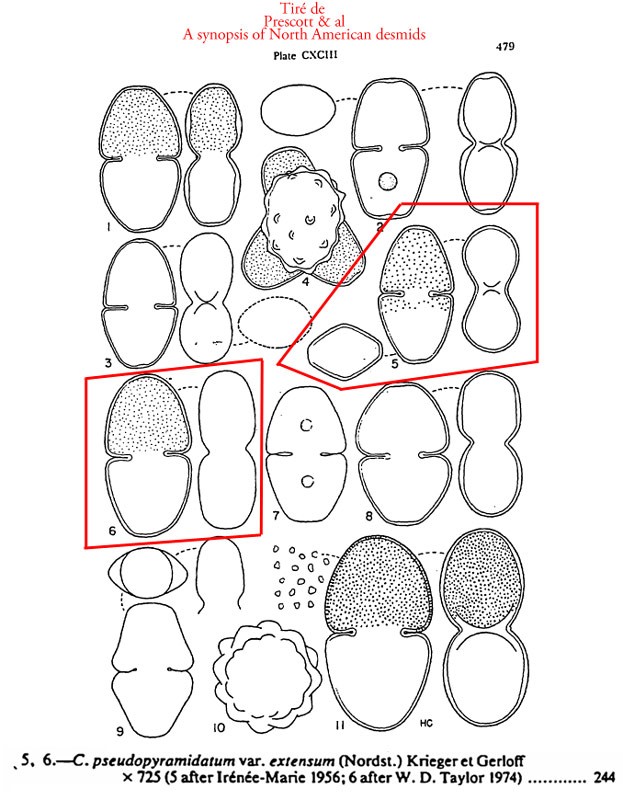 Cosmarium extensum #84535