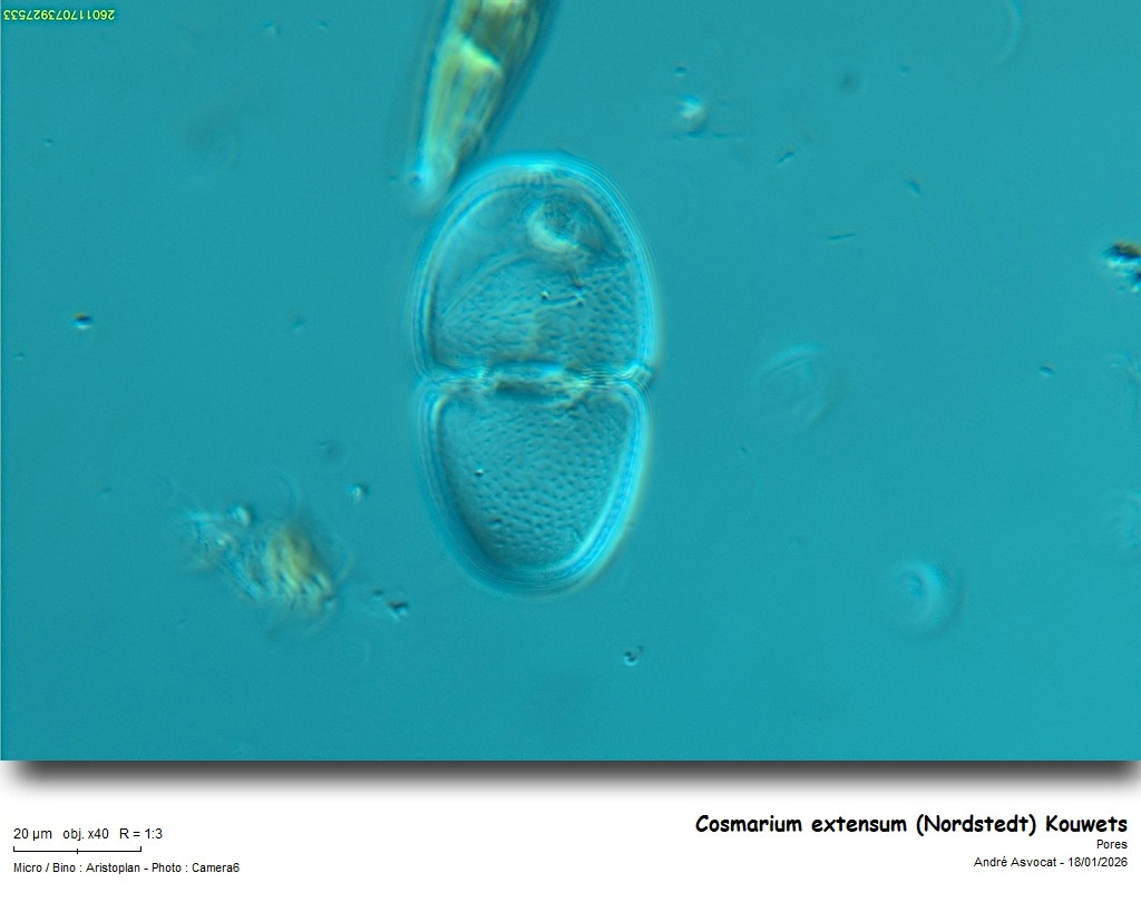 Cosmarium extensum (Nordstedt) Kouwets #84878