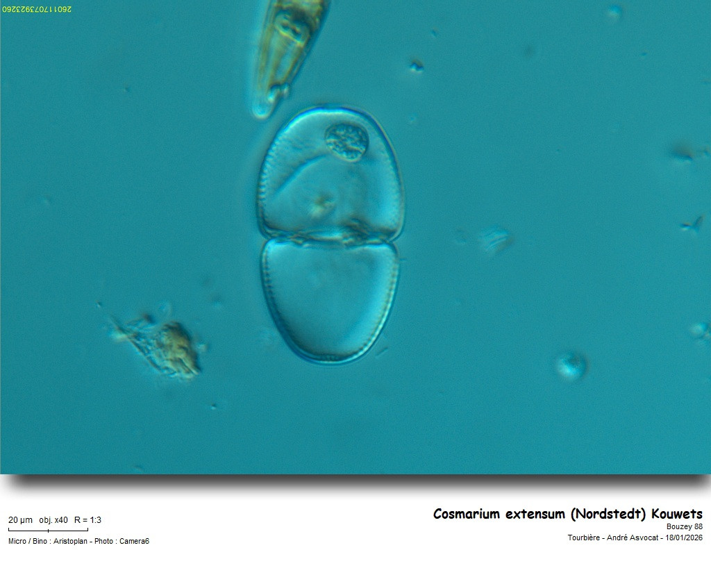 Cosmarium extensum (Nordstedt) Kouwets #84877