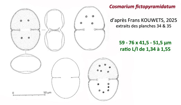 Cosmarium fictopyramidatum F.A.C.Kouwets #84931