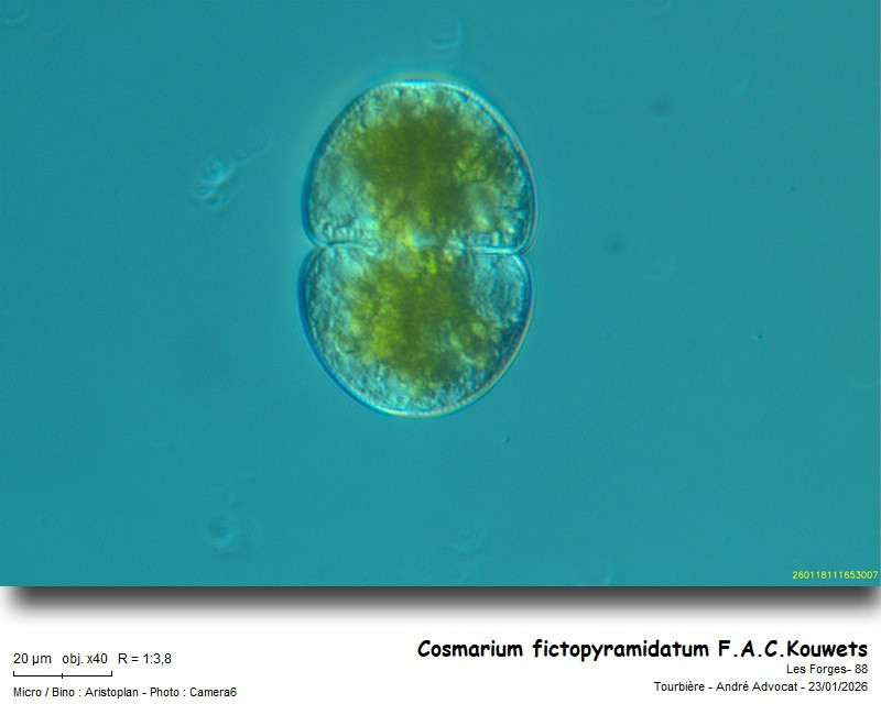 Cosmarium fictopyramidatum F.A.C.Kouwets #84916