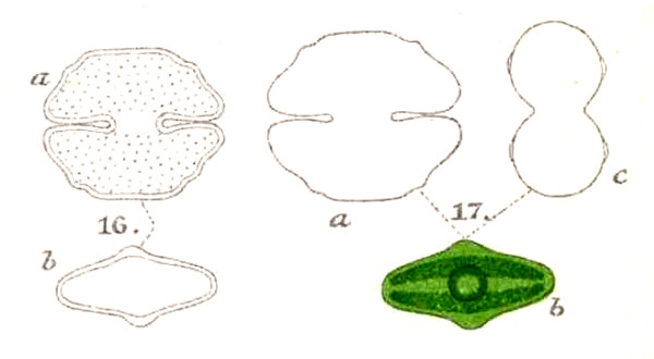 Cosmarium fontigenum Nordstedt #82866
