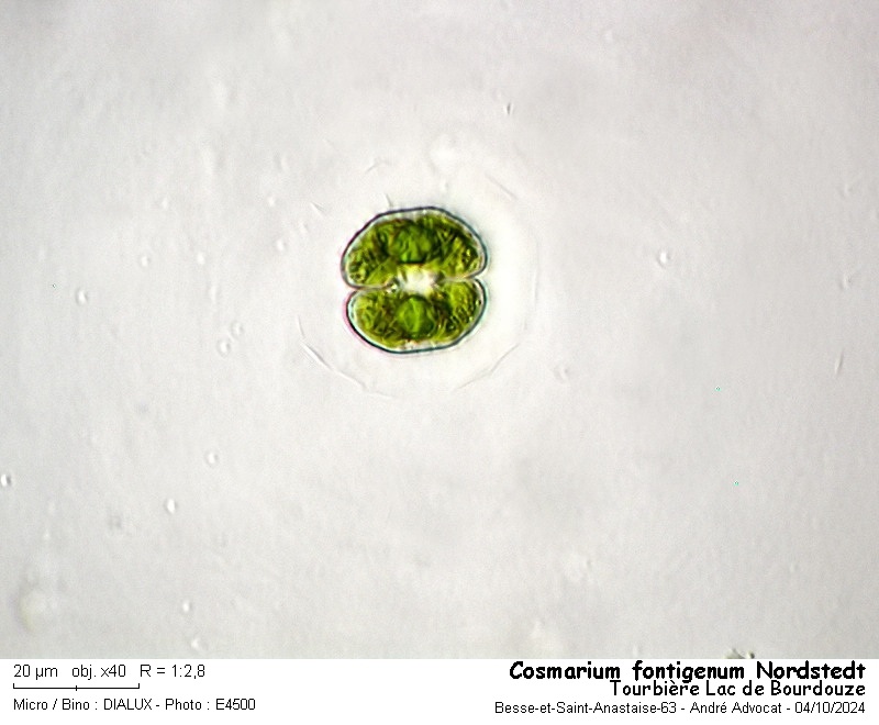 Cosmarium fontigenum Nordstedt #80319