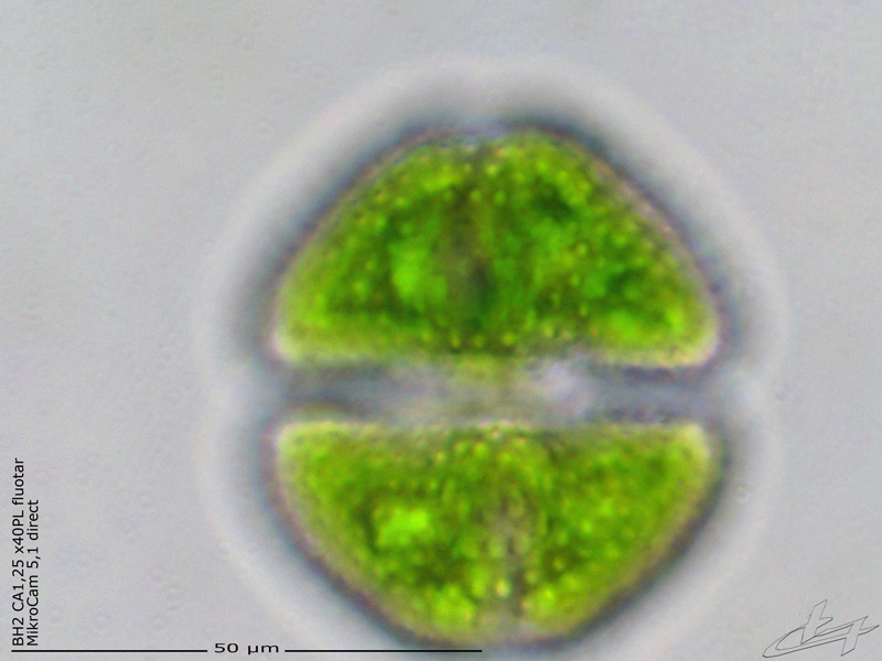 Cosmarium formosulum Hoff 1888 #68033