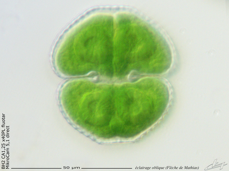 Cosmarium formosulum Hoff 1888 #68032