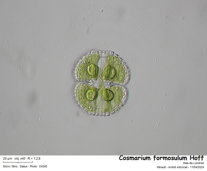 Cosmarium formosulum Hoff #78491
