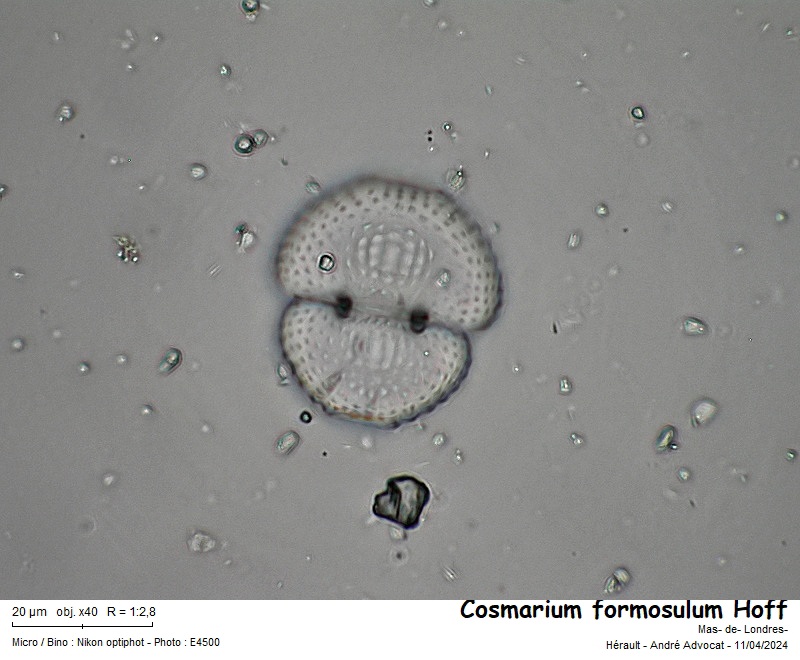 Cosmarium formosulum Hoff #78493