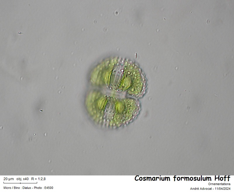Cosmarium formosulum Hoff #78492