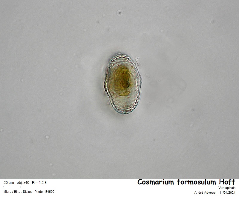 Cosmarium formosulum Hoff #78494