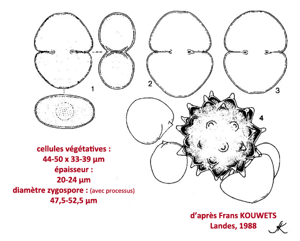 Cosmarium galeritum Nordstedt, 1870 #78827