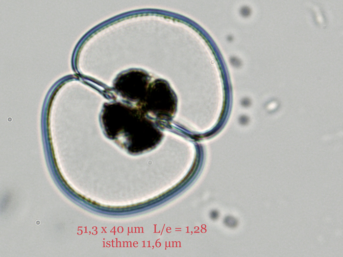Cosmarium galeritum Nordstedt, 1870 #69107