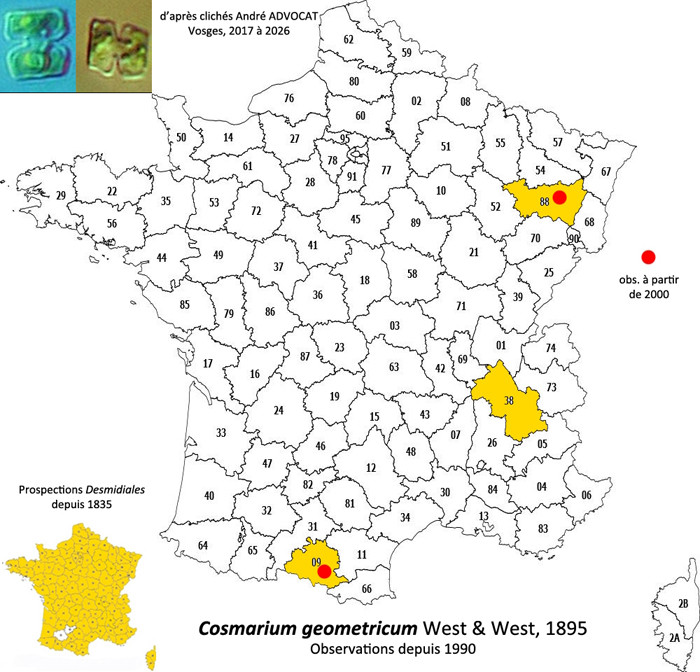 Cosmarium geometricum  W.& G.S.West #85663
