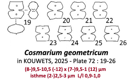 Cosmarium geometricum  W.& G.S.West #85665