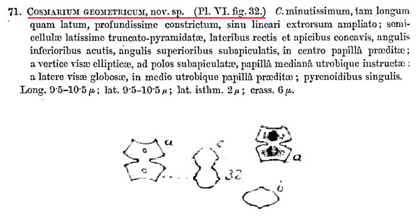 Cosmarium geometricum  W.& G.S.West #85664