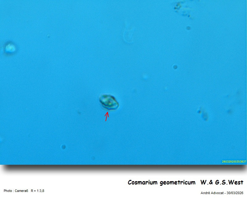 Cosmarium geometricum  W.& G.S.West #85628