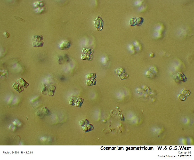 Cosmarium geometricum  W.& G.S.West #85626