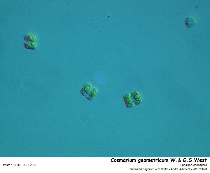 Cosmarium geometricum  W.& G.S.West #85625