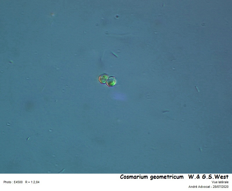 Cosmarium geometricum  W.& G.S.West #85627