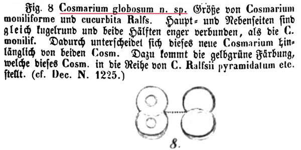 Cosmarium globosum Bulnheim #81439