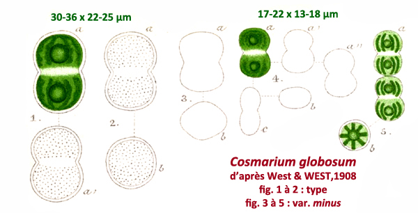 Cosmarium globosum Bulnheim #81440