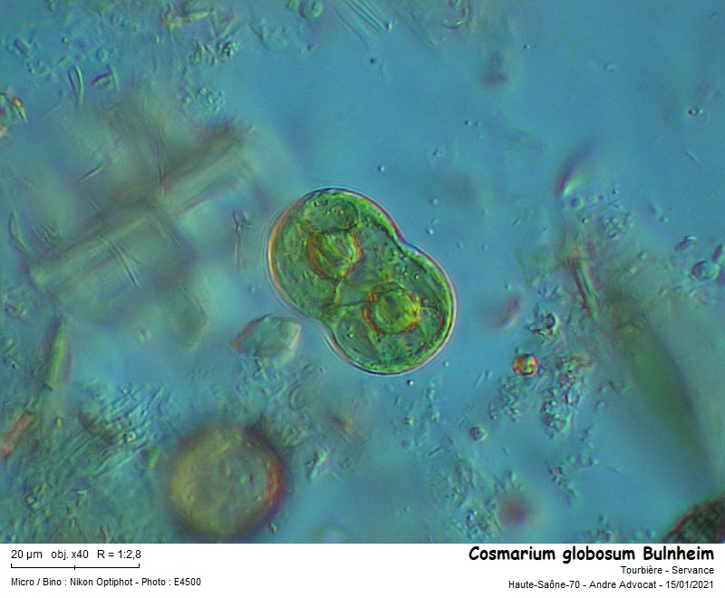 Cosmarium globosum Bulnheim #65402