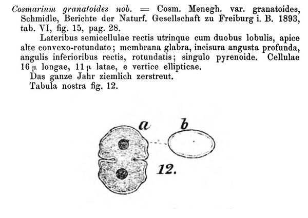 Cosmarium granatoides Schmidle #78586