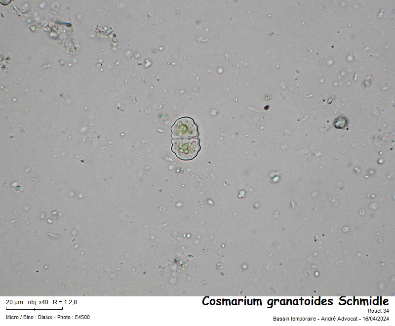 Cosmarium granatoides Schmidle #78555