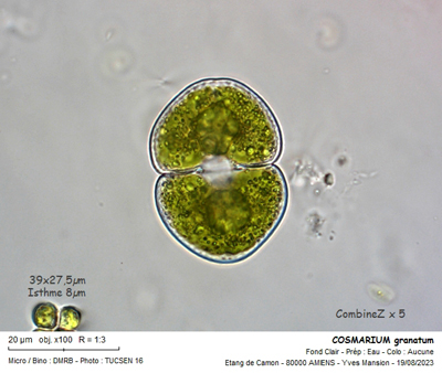 Cosmarium granatum Ralfs #76149