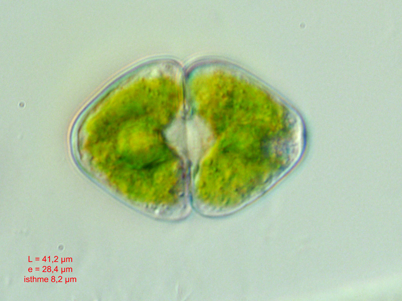 Cosmarium granatum #57456