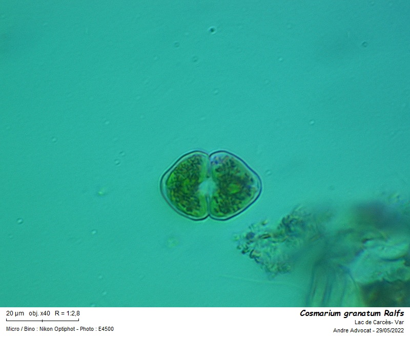 Cosmarium granatum Ralfs #70618