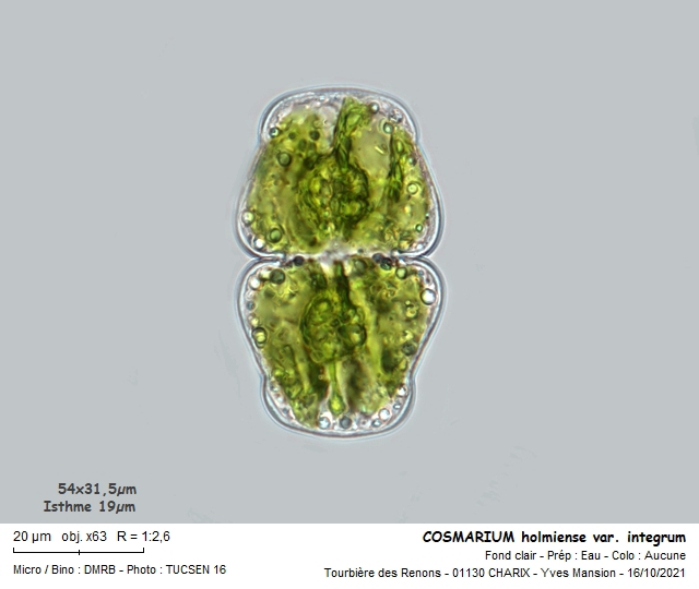 COSMARIUM holmiense var. integrum #68286