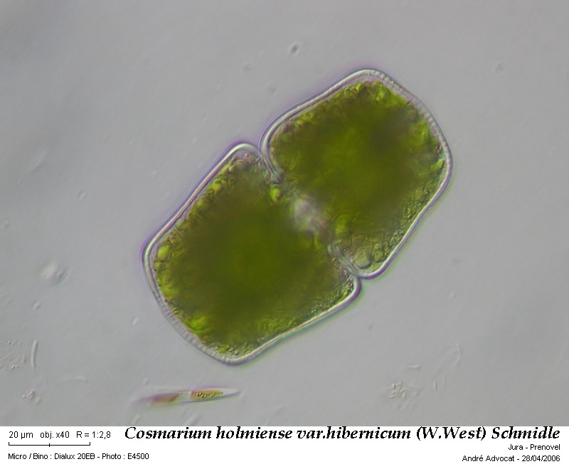 Cosmarium holmiense Lund. var. hibernicum (W. West) Schmidle #47717