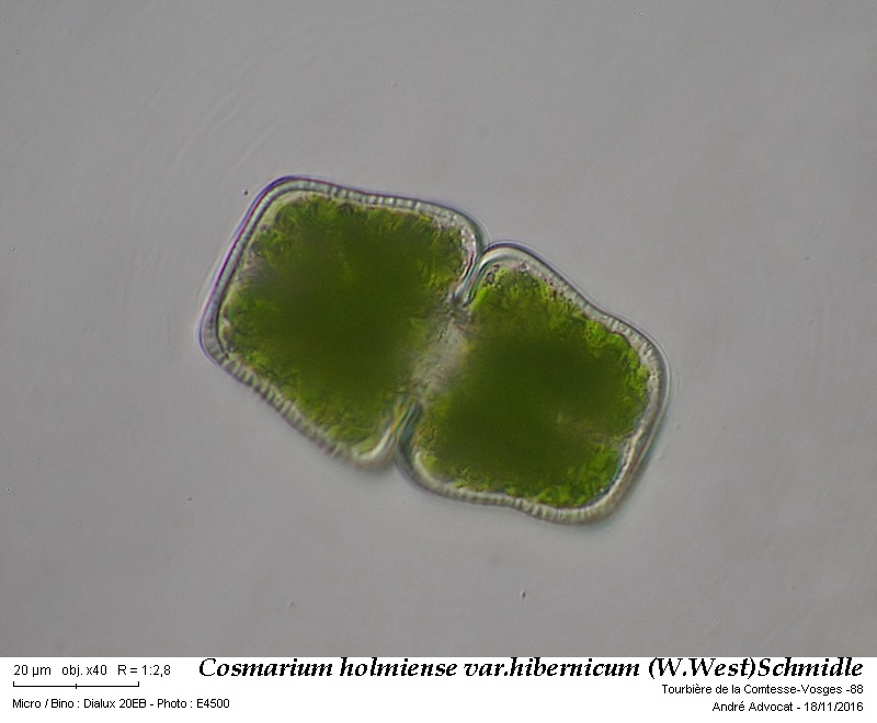 Cosmarium holmiense Lund. var. hibernicum (W. West) Schmidle #47631