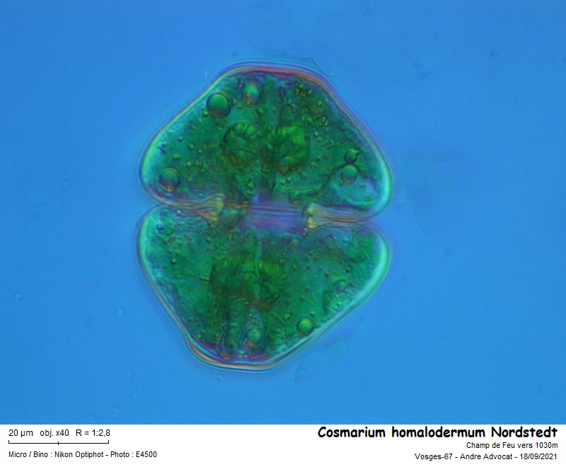 Cosmarium homalodermum Nordstedt #68034