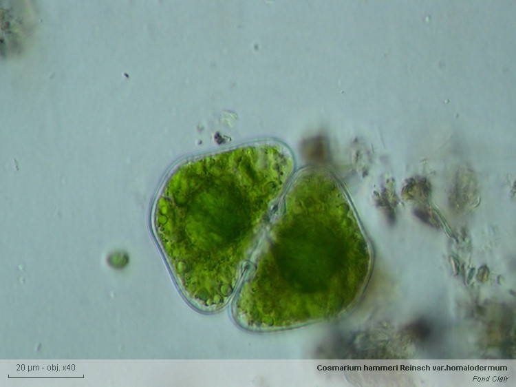Cosmarium homalodermum C.F.O.Nordstedt #85355