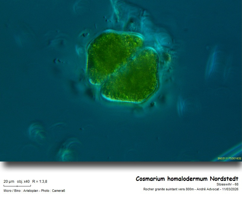Cosmarium homalodermum C.F.O.Nordstedt #85354