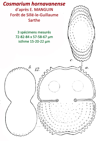 Cosmarium hornavanense Gutwinski var. #80692