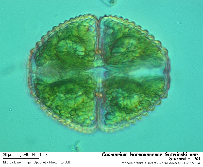 Cosmarium hornavanense Gutwinski var. #80672