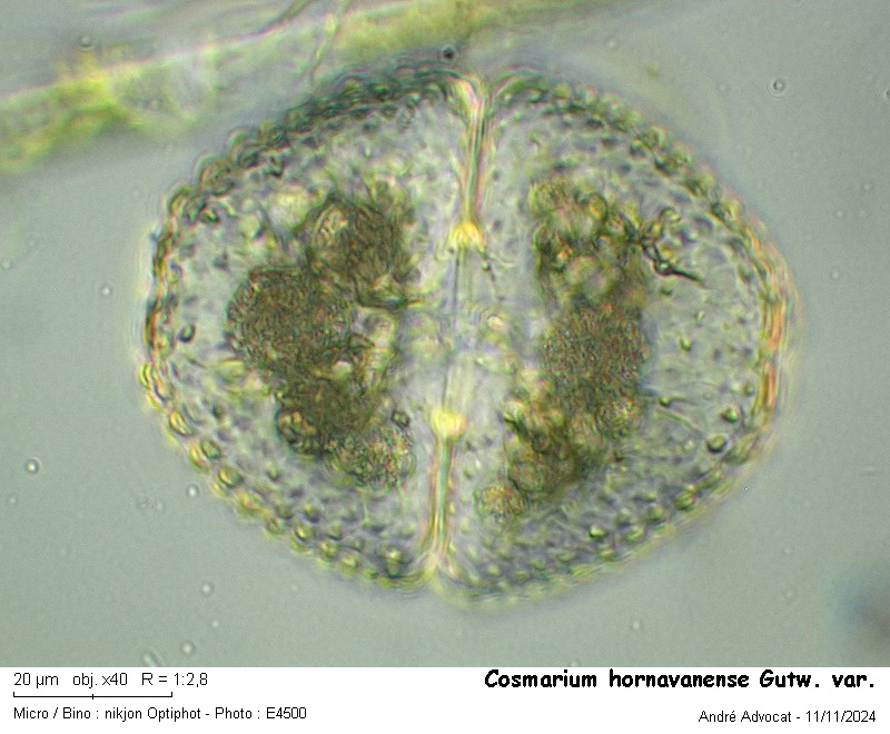 Cosmarium hornavanense Gutwinski var. #80660