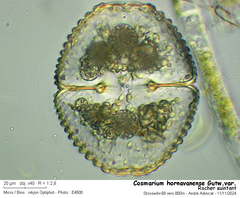 Cosmarium hornavanense Gutwinski var. #80659