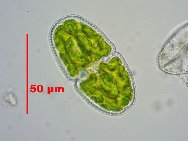 Cosmarium hostensiense Št’astný & Kouwets, 2012 #47275