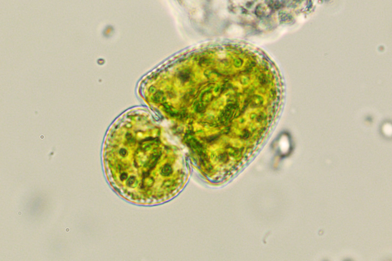 Cosmarium hostensiense Št’astný & Kouwets, 2012 #48651