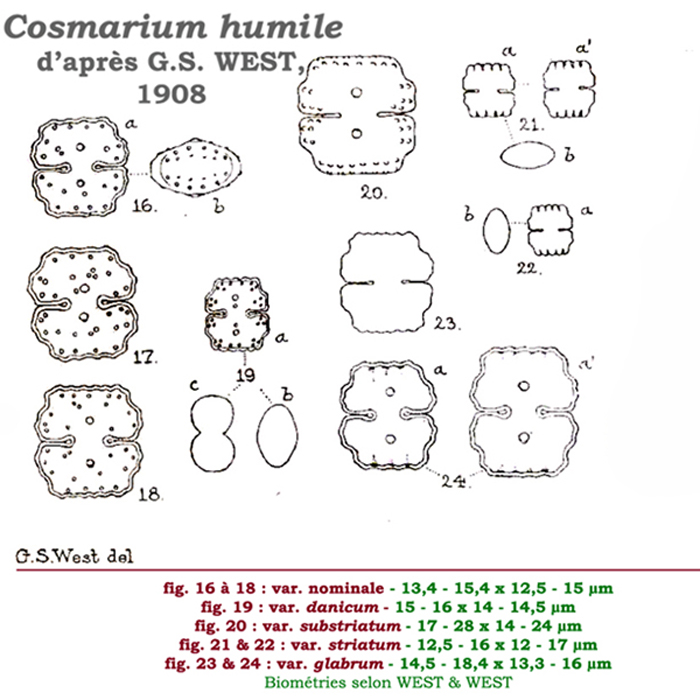 Cosmarium humile (F.Gay) Nordst. var. humile #81464