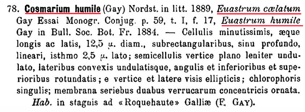 Cosmarium humile (F.Gay) Nordst. var. humile #81462