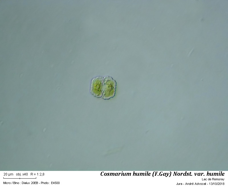 Cosmarium humile (F.Gay) Nordst. var. humile #56661