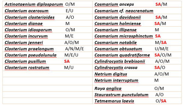 Cosmarium illipense F.A.C. Kouwets, 2025 #86055